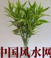 株洲十二生肖养什么植物最旺财运？你知道吗！